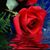 Rana Hazin's profile image