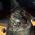 Laurie Falco's profile image