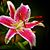Michelle Walker's profile image