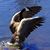 Carolyn Pauley's profile image