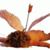Debi Wilkinson's profile image