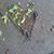 Lynda Ruggles Brinker's profile image