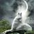 Staci Matthei-Harpp's profile image