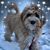 Deb Savageau's profile image