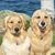 Lisa Ploss Taylor's profile image