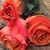 Bonnie Dixon-Holloway's profile image