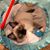 Alyx Schenker's profile image