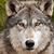 Kent Hill's profile image