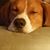 Rick Emmons's profile image