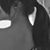 Susana Faustino's profile image