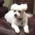 Tanya Matlage Dodge's profile image