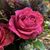 Lila Bon Garcia's profile image