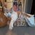 Gilbert Bengimina's profile image