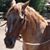 Barbara Ripoli's profile image