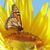 Charlotte Fultz Rester's profile image