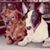 Dennis Tsang's profile image