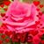 Claribel Arias's profile image