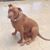 Jennifer Davis Sharon's profile image