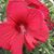 Althea Brunsting's profile image