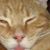 Don Gato's profile image
