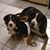 Theresa A. Rush's profile image