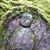 Lisa Laufer Halliday's profile image