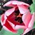 Susan Rudelitch's profile image