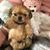 Francine Natoli Fattorusso's profile image