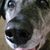 Ginny Bear Copestick's profile image