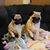 Amy Bee Spielman's profile image