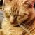 Dave Pinchot's profile image