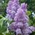 Candi Ann Cayton's profile image