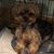 Seana Ferguson Nightingale's profile image