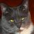 Harriet Wilkerson's profile image