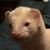 Susan Torres's profile image