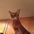 Sandy Friedman's profile image