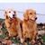Debbie Lawton's profile image