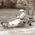 Pam Eckstrom's profile image