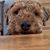 Ann Rickard's profile image