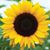 Theresa Rethford Dozier's profile image