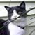 Sheila Davis's profile image