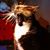 Terilyn Quent DePaolo's profile image