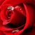 Sharon Westphal's profile image