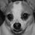 Ronda Kosmos's profile image