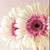 Rosa Diaz's profile image