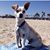 Robin Chinchilla's profile image
