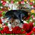 Laurel Leicht's profile image