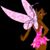 Alicia Shepherd Salmon's profile image