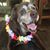 Jeanine Santaniello's profile image