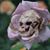 Jim Lee's profile image